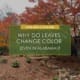Why Do Leaves Change Color (Even in Alabama)?, a new blog post from R&R Landscaping