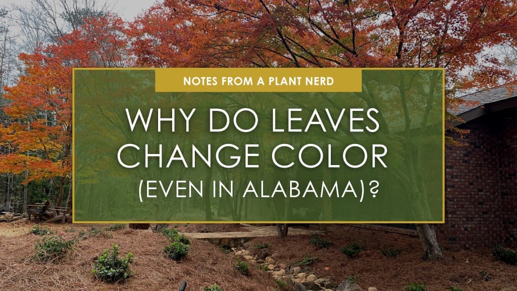 Why Do Leaves Change Color (Even in Alabama)? Why Do Leaves Change Color (Even in Alabama)?, a new blog post from R&R Landscaping